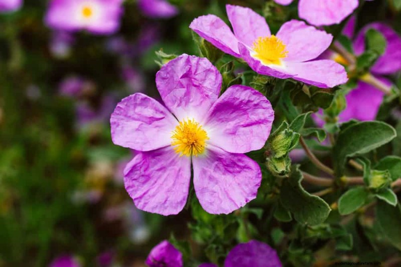 Drought-Tolerant Perennials: 23 Heat-Resistant Choices for a Vibrant Garden