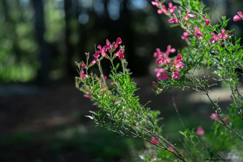 Drought-Tolerant Perennials: 23 Heat-Resistant Choices for a Vibrant Garden