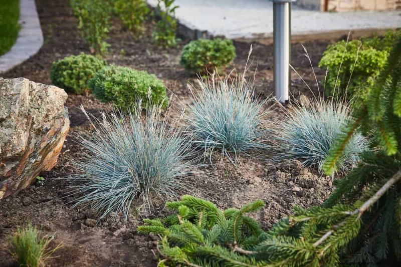 Drought-Tolerant Perennials: 23 Heat-Resistant Choices for a Vibrant Garden