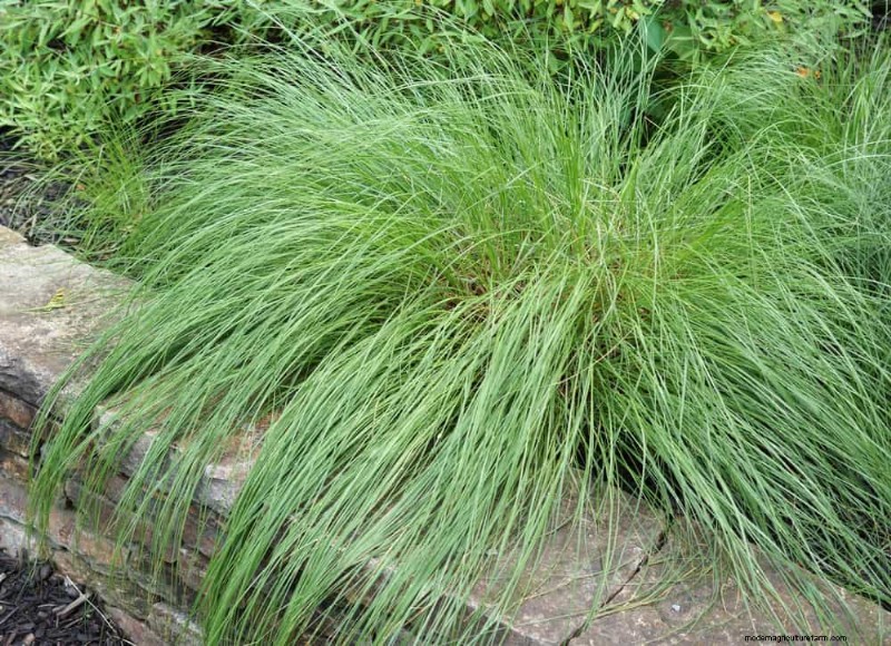 Drought-Tolerant Perennials: 23 Heat-Resistant Choices for a Vibrant Garden