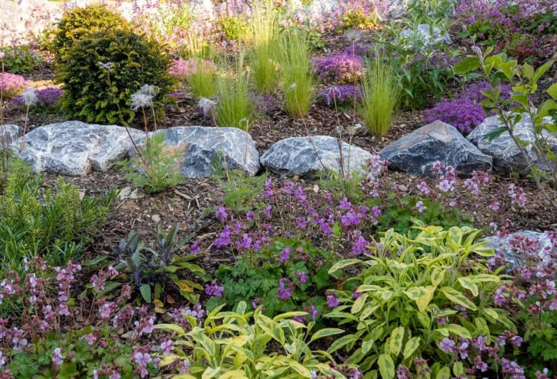 Drought-Tolerant Perennials: 23 Heat-Resistant Choices for a Vibrant Garden