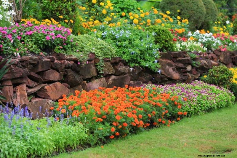 Drought-Tolerant Plants: 18 Low-Water Choices for a Thriving Garden