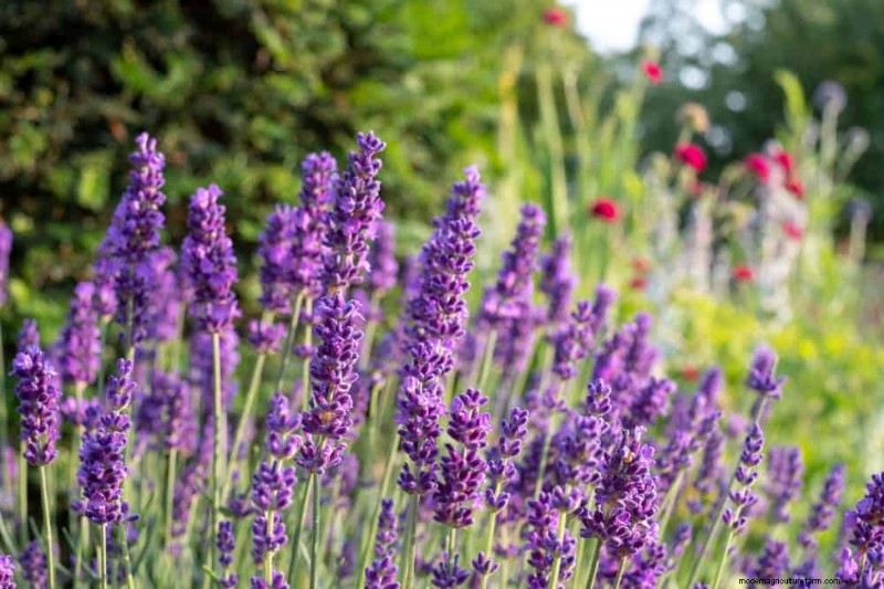 Drought-Tolerant Plants: 18 Low-Water Choices for a Thriving Garden
