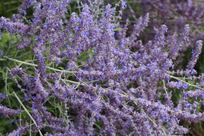 Drought-Tolerant Plants: 18 Low-Water Choices for a Thriving Garden