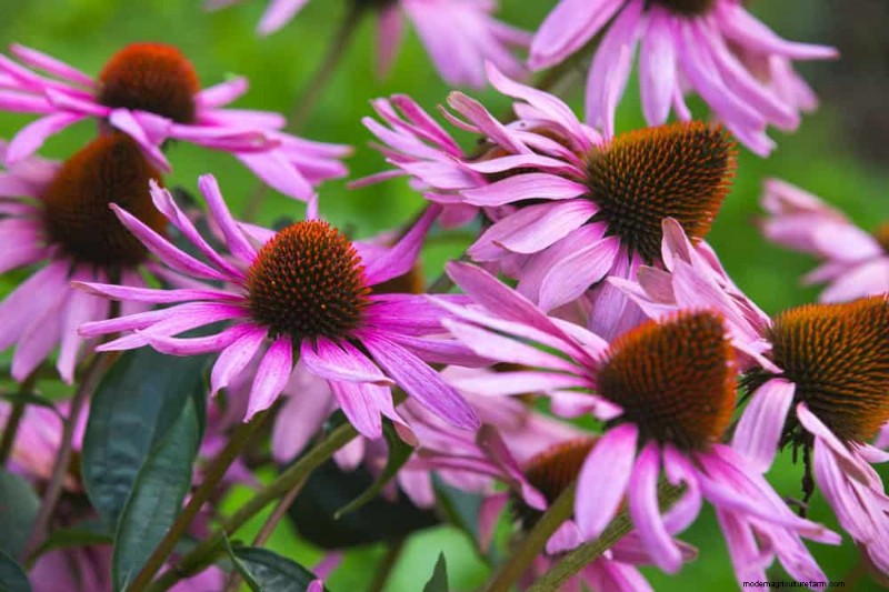 Drought-Tolerant Plants: 18 Low-Water Choices for a Thriving Garden