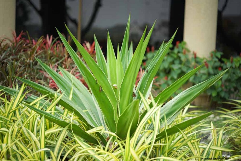 Drought-Tolerant Plants: 18 Low-Water Choices for a Thriving Garden