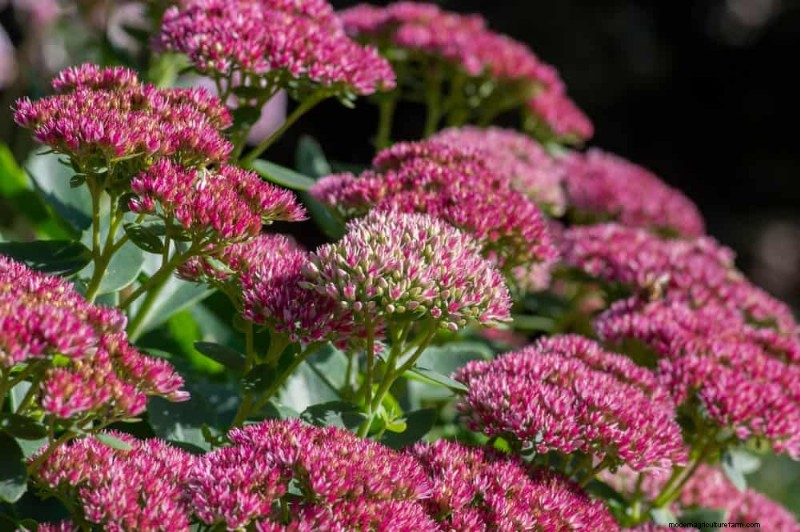 Drought-Tolerant Plants: 18 Low-Water Choices for a Thriving Garden