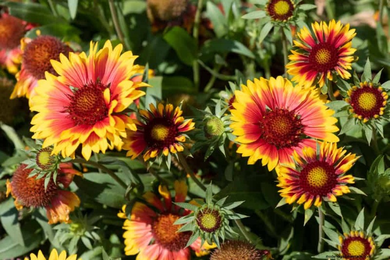 Drought-Tolerant Plants: 18 Low-Water Choices for a Thriving Garden
