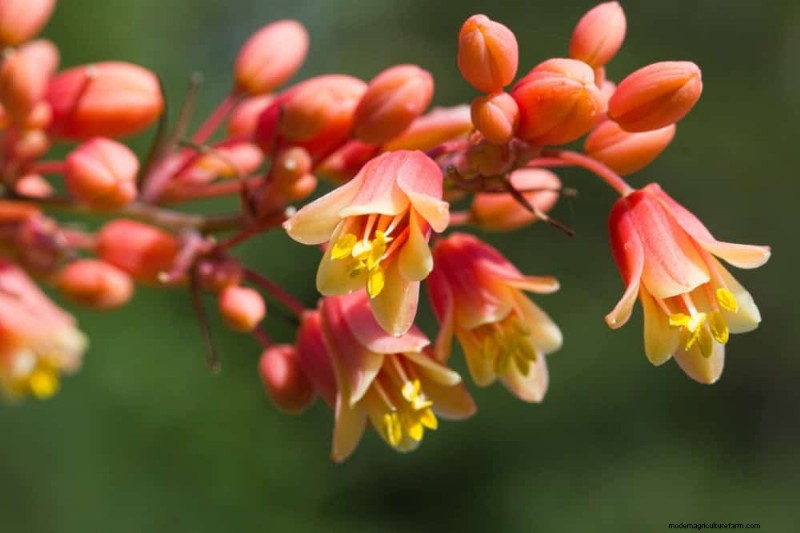 Drought-Tolerant Plants: 18 Low-Water Choices for a Thriving Garden
