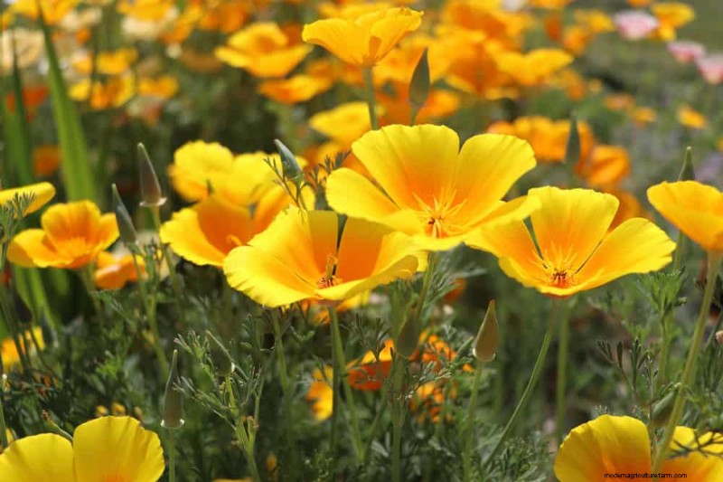 Drought-Tolerant Plants: 18 Low-Water Choices for a Thriving Garden