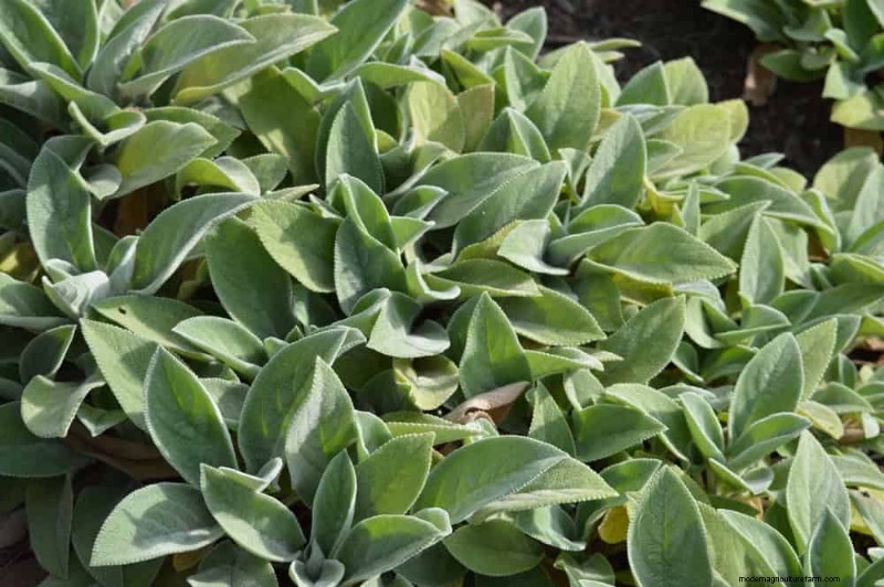 Drought-Tolerant Plants: 18 Low-Water Choices for a Thriving Garden