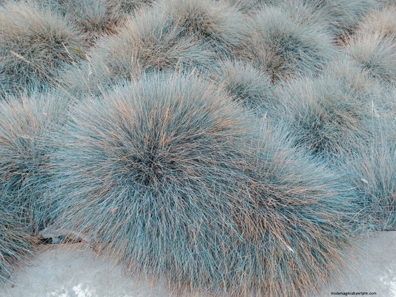 Drought-Tolerant Plants: 18 Low-Water Choices for a Thriving Garden
