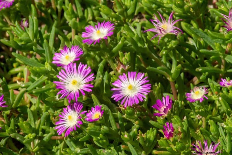 Drought-Tolerant Plants: 18 Low-Water Choices for a Thriving Garden