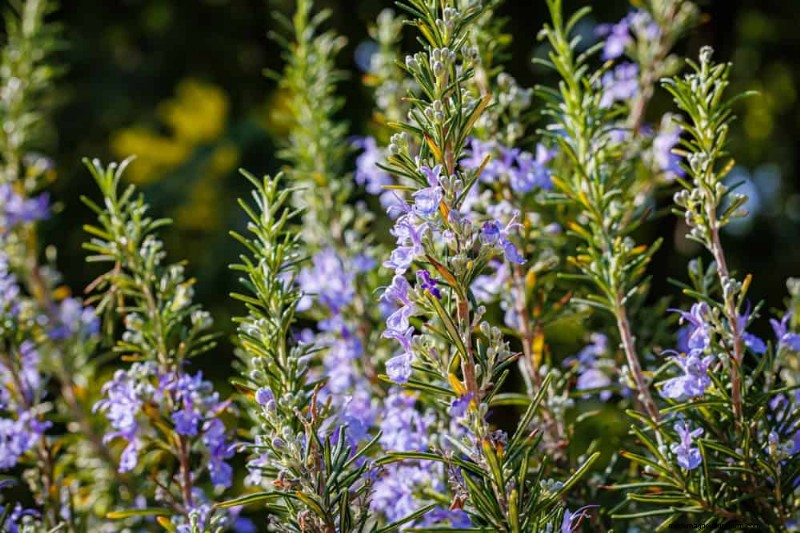 Drought-Tolerant Plants: 18 Low-Water Choices for a Thriving Garden