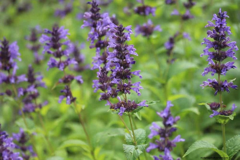 Drought-Tolerant Plants: 18 Low-Water Choices for a Thriving Garden