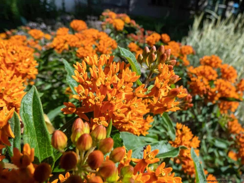 Drought-Tolerant Plants: 18 Low-Water Choices for a Thriving Garden