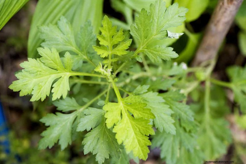 Drought-Tolerant Plants: 18 Low-Water Choices for a Thriving Garden