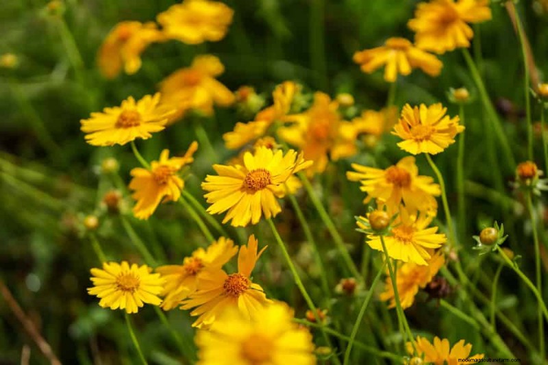 Drought-Tolerant Plants: 18 Low-Water Choices for a Thriving Garden
