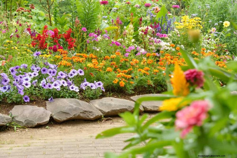 Drought-Tolerant Plants: 18 Low-Water Choices for a Thriving Garden