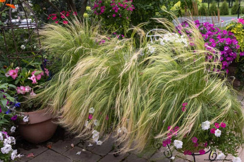 Drought-Tolerant Plants: 18 Low-Water Choices for a Thriving Garden