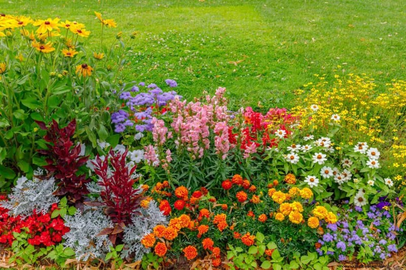 Pollinator-Friendly Spring Plants: 20 Best Choices for a Thriving Garden