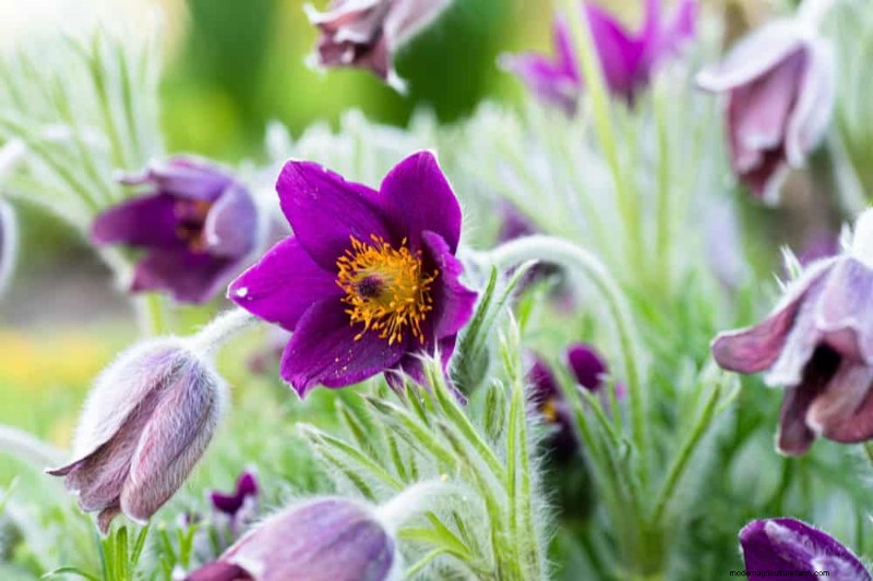 Pollinator-Friendly Spring Plants: 20 Best Choices for a Thriving Garden