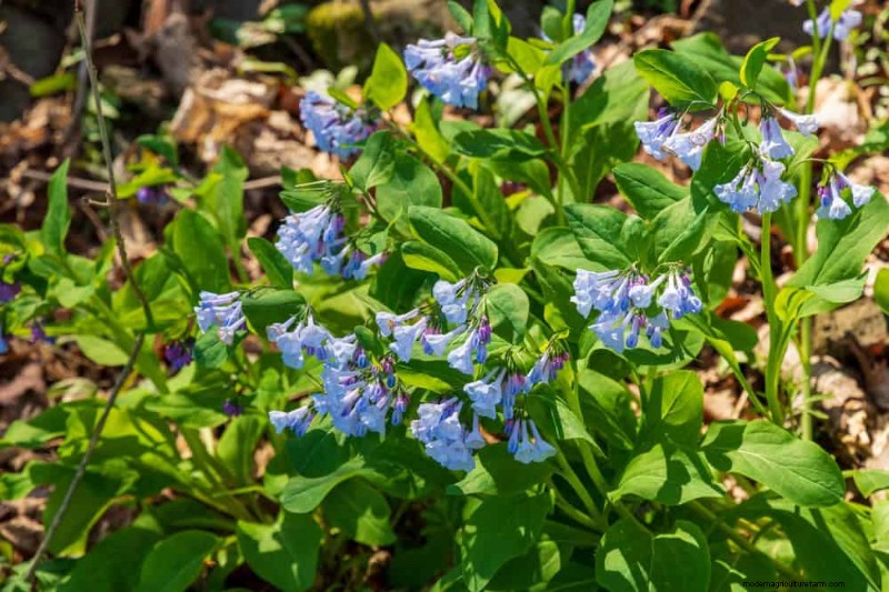 Pollinator-Friendly Spring Plants: 20 Best Choices for a Thriving Garden
