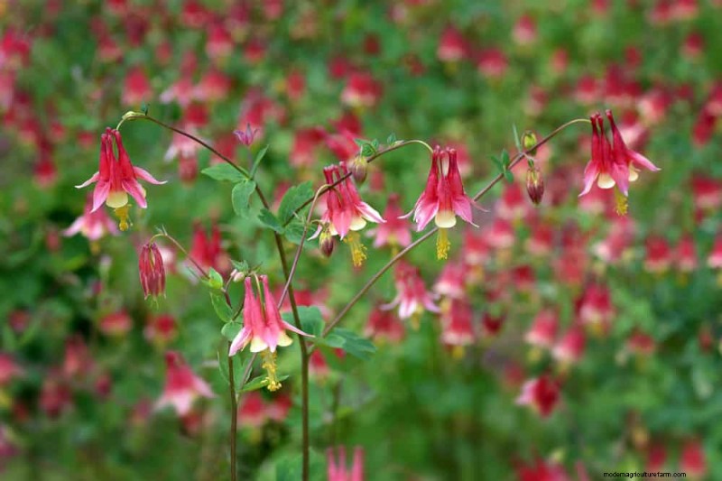 Pollinator-Friendly Spring Plants: 20 Best Choices for a Thriving Garden