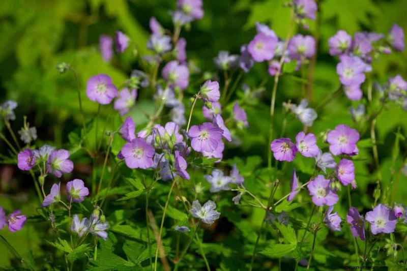 Pollinator-Friendly Spring Plants: 20 Best Choices for a Thriving Garden