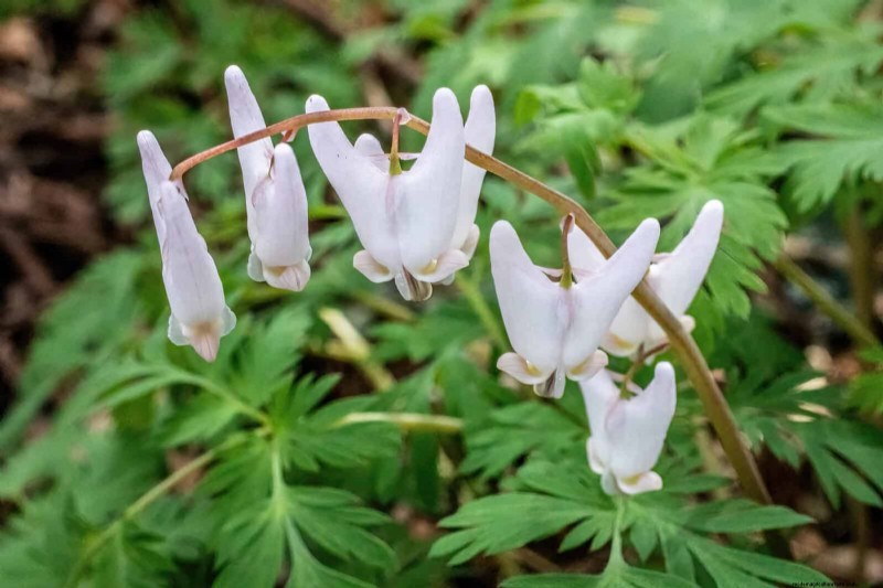 Pollinator-Friendly Spring Plants: 20 Best Choices for a Thriving Garden