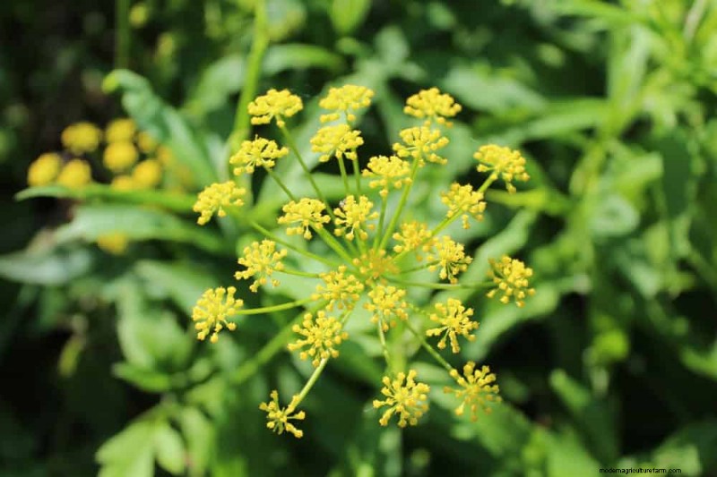 Pollinator-Friendly Spring Plants: 20 Best Choices for a Thriving Garden