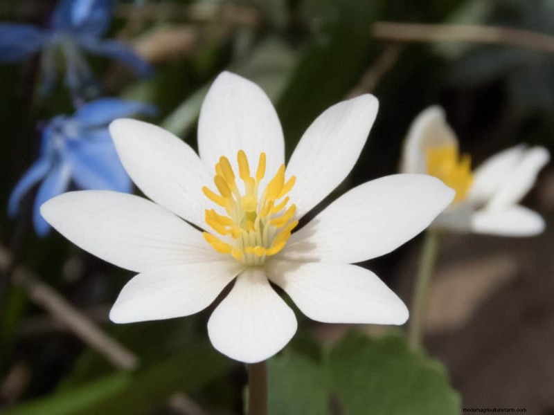 Pollinator-Friendly Spring Plants: 20 Best Choices for a Thriving Garden