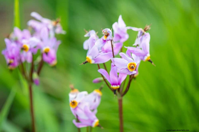 Pollinator-Friendly Spring Plants: 20 Best Choices for a Thriving Garden