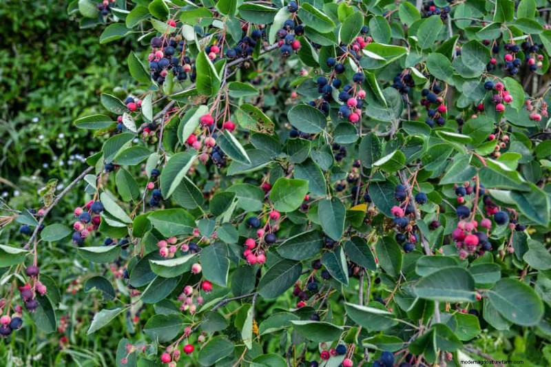 Pollinator-Friendly Spring Plants: 20 Best Choices for a Thriving Garden