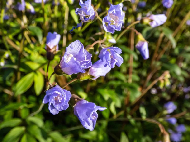 Pollinator-Friendly Spring Plants: 20 Best Choices for a Thriving Garden