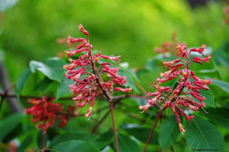 Pollinator-Friendly Spring Plants: 20 Best Choices for a Thriving Garden