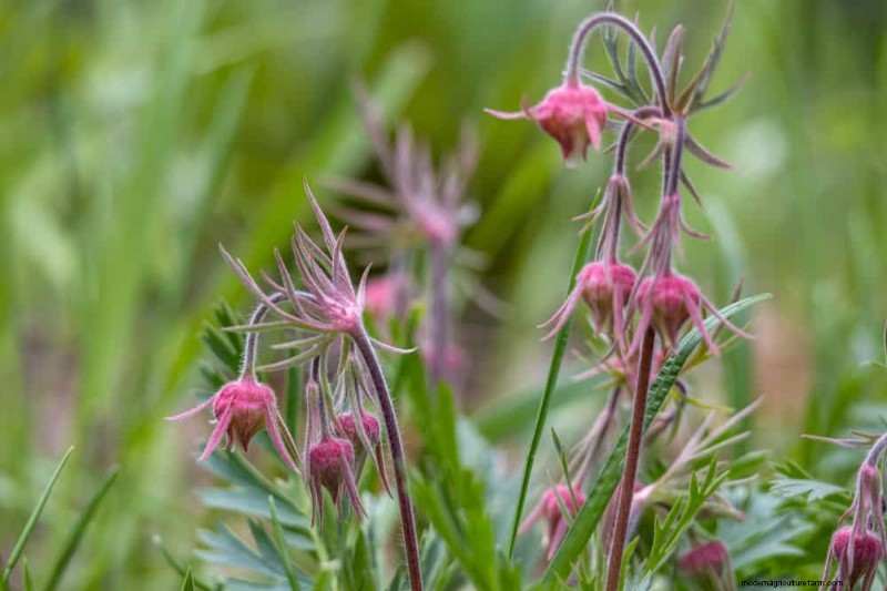 Pollinator-Friendly Spring Plants: 20 Best Choices for a Thriving Garden