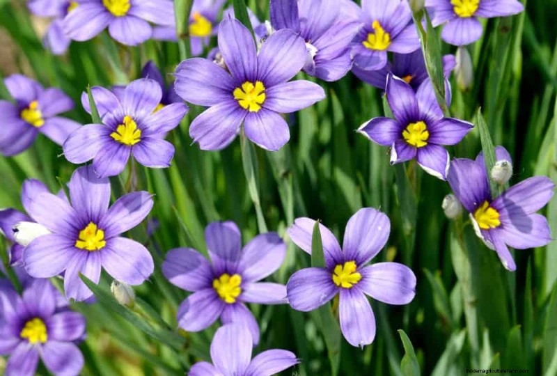Pollinator-Friendly Spring Plants: 20 Best Choices for a Thriving Garden