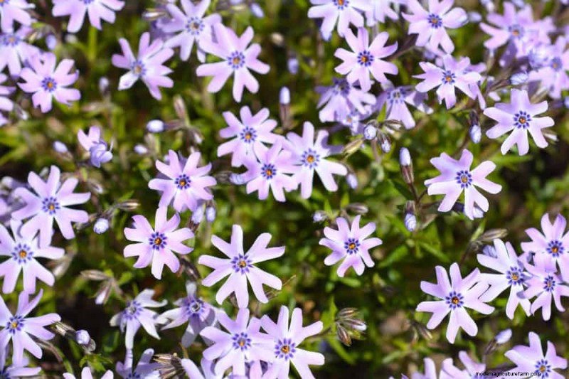 Pollinator-Friendly Spring Plants: 20 Best Choices for a Thriving Garden