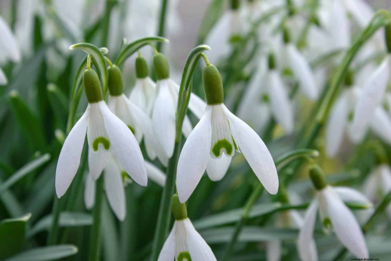 Pollinator-Friendly Spring Plants: 20 Best Choices for a Thriving Garden