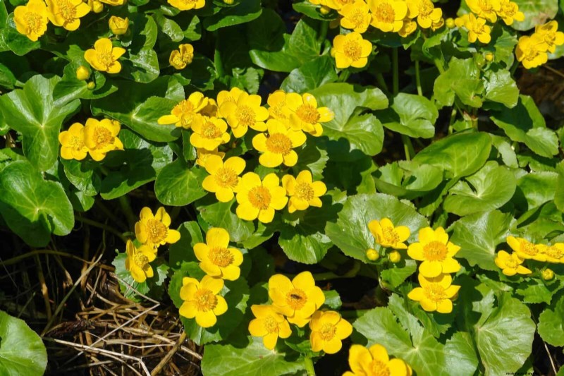 Pollinator-Friendly Spring Plants: 20 Best Choices for a Thriving Garden