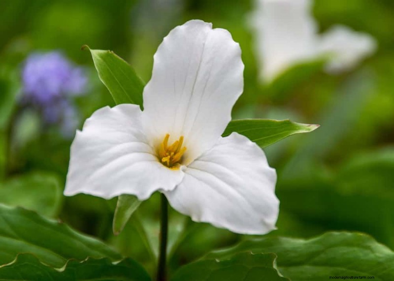Pollinator-Friendly Spring Plants: 20 Best Choices for a Thriving Garden