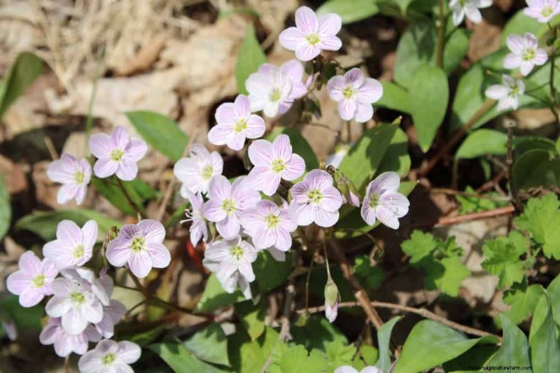 Pollinator-Friendly Spring Plants: 20 Best Choices for a Thriving Garden