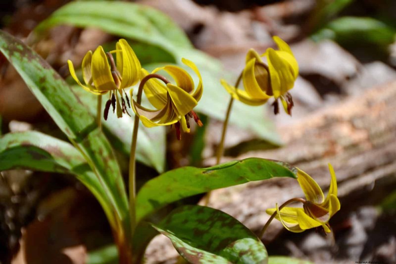 Pollinator-Friendly Spring Plants: 20 Best Choices for a Thriving Garden