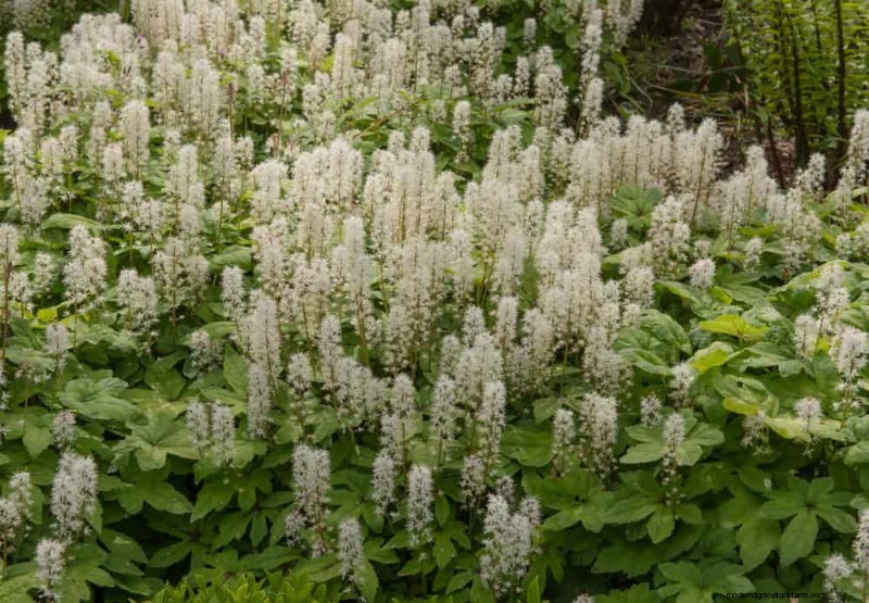 Pollinator-Friendly Spring Plants: 20 Best Choices for a Thriving Garden