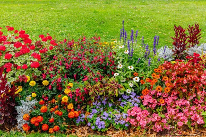 Pollinator-Friendly Spring Plants: 20 Best Choices for a Thriving Garden