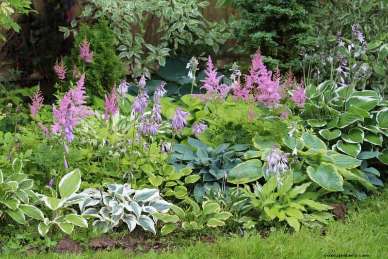 Best Shade-Tolerant Plants for a Beautiful Garden