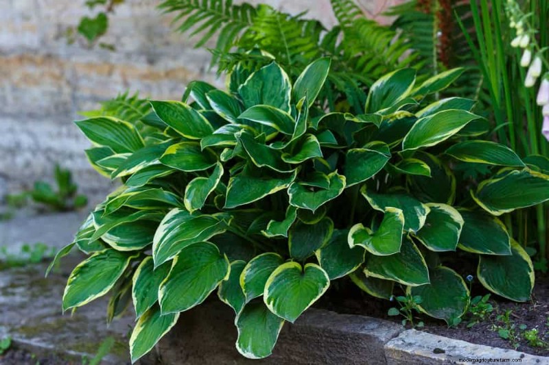 Best Shade-Tolerant Plants for a Beautiful Garden