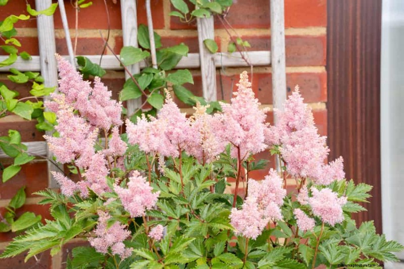 Best Shade-Tolerant Plants for a Beautiful Garden
