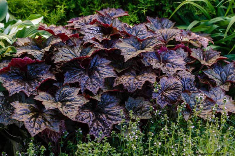 Best Shade-Tolerant Plants for a Beautiful Garden